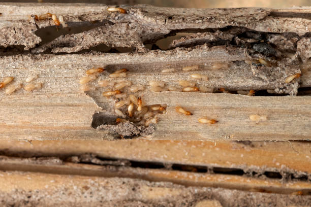 Best Residential Pest Control  in Cullowhee, NC