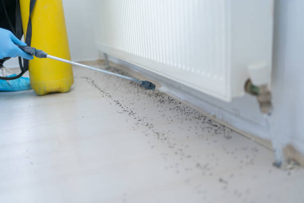 Best Flea Control Services  in Cullowhee, NC