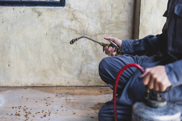 Wasp Removal Services in Cullowhee, NC